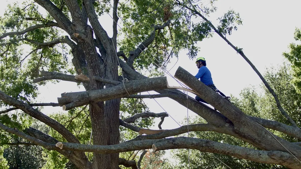Professional Hazardous Tree Removal performed by certified arborists in Usk